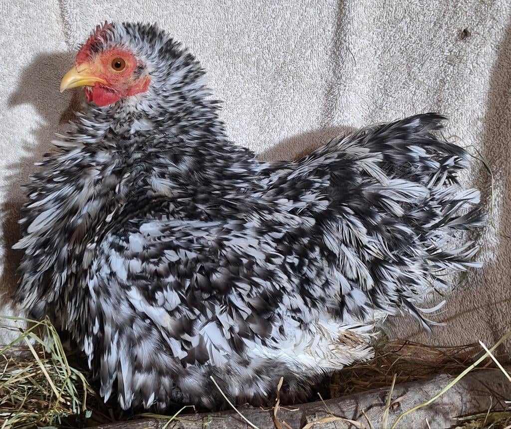 Cochin krul en zijde kriel broedeieren! Mega goed bevrucht!, Dieren en Toebehoren, Pluimvee, Geslacht onbekend, Kip