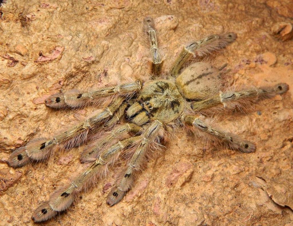Stromatopelma calceatum  gezocht, Bijen