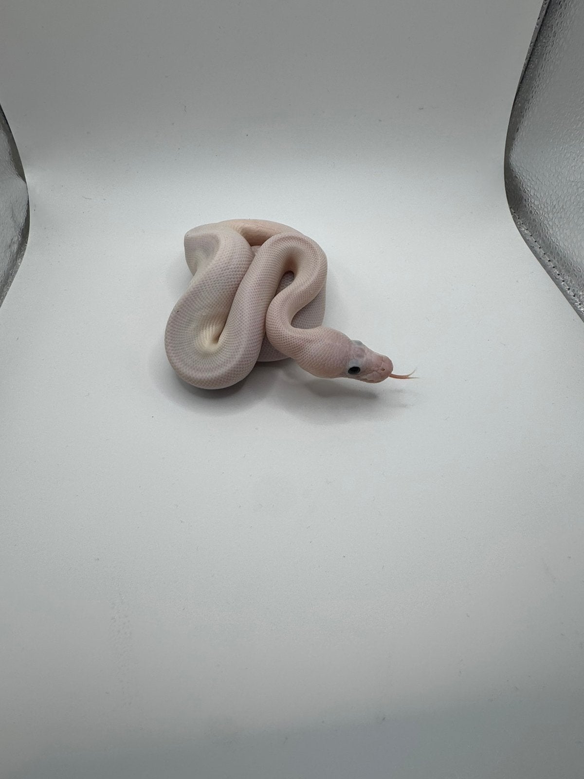 Rare baby ball python leucistico black eyes