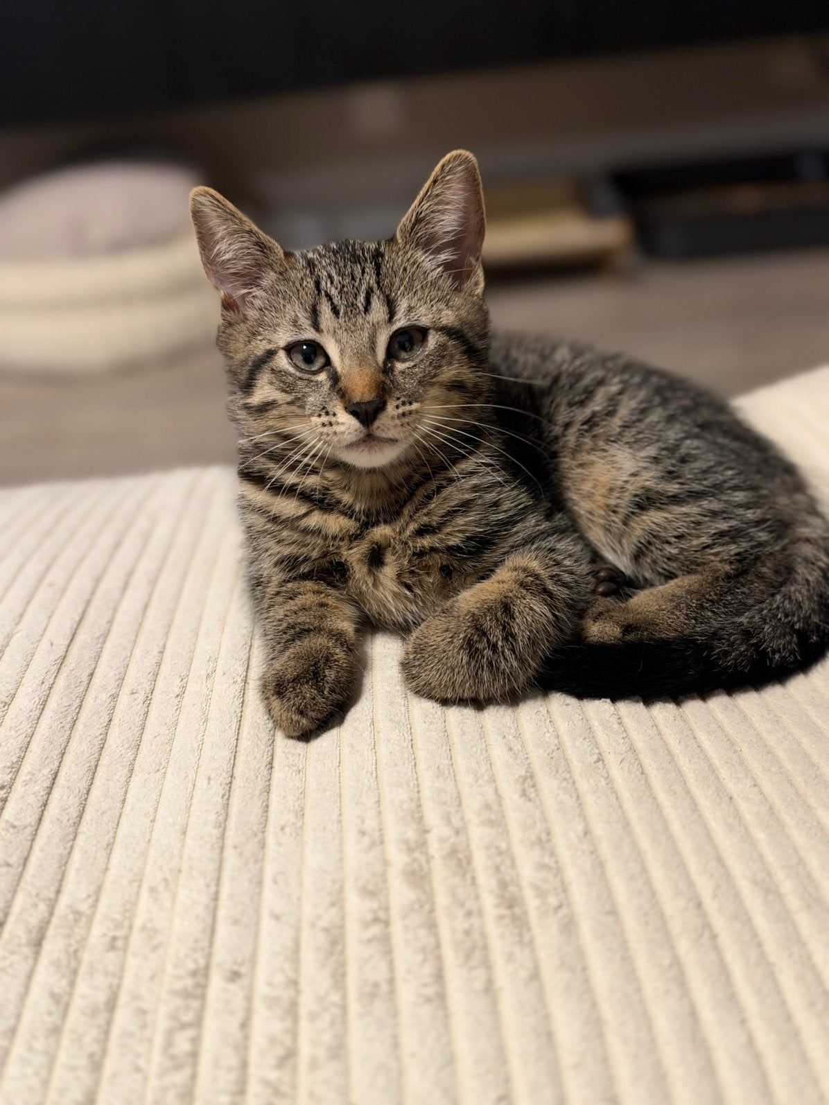 Britse korthaar - 3 maanden oud - Kitten, Dieren en Toebehoren, Kater, Met stamboom, 0 tot 2 jaar