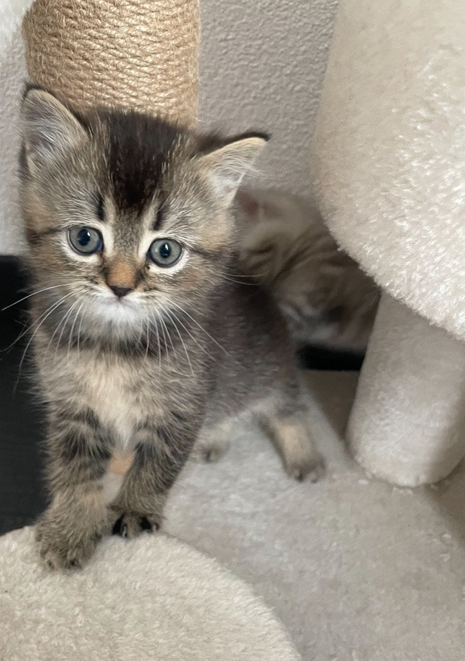 Raskatten Lief Brits Korthaar poes zoekt een gouden mandje, Poes