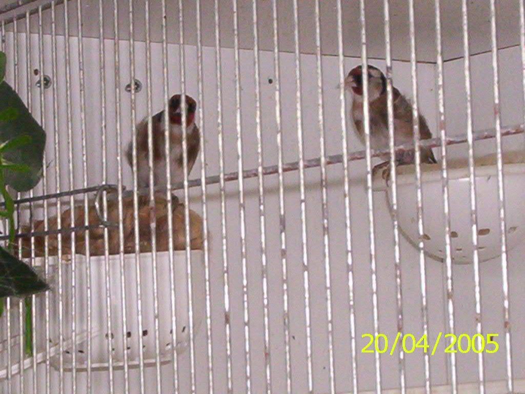 koppel putters, Dieren en Toebehoren, Vogels | Overige Vogels, Meerdere dieren, Wildzangvogel, Geringd