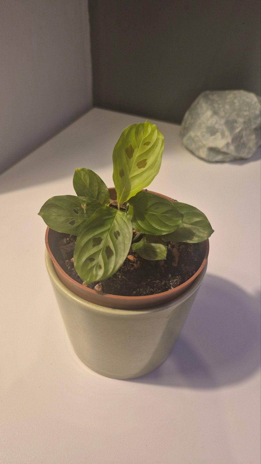 maranta repens, mini maranta,(voorheen maranta depressa), Ophalen of Verzenden, Halfschaduw, Minder dan 100 cm