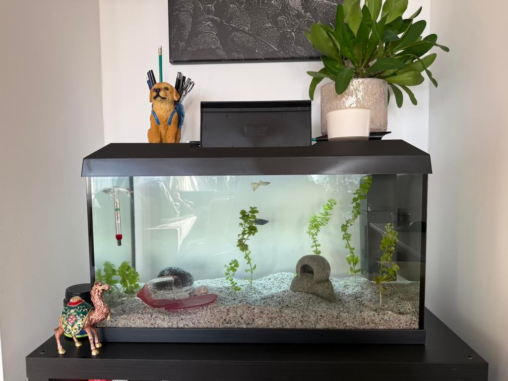 Aquarium 60L zwart, Dieren en Toebehoren, Ophalen, Zo goed als nieuw, Leeg aquarium