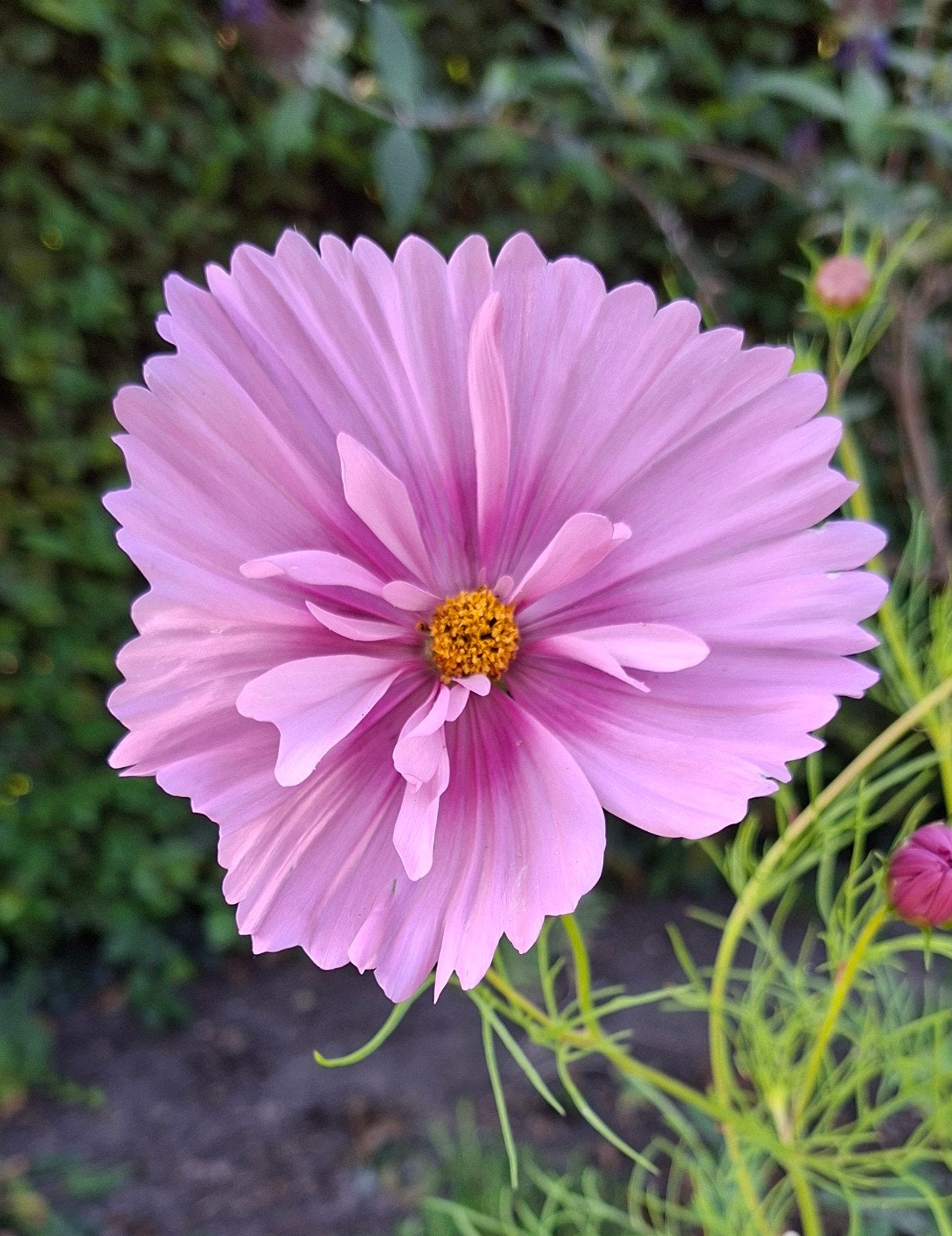 Cosmos mix zaden, Tuin en Terras, Verzenden, Voorjaar, Volle zon, Zaad