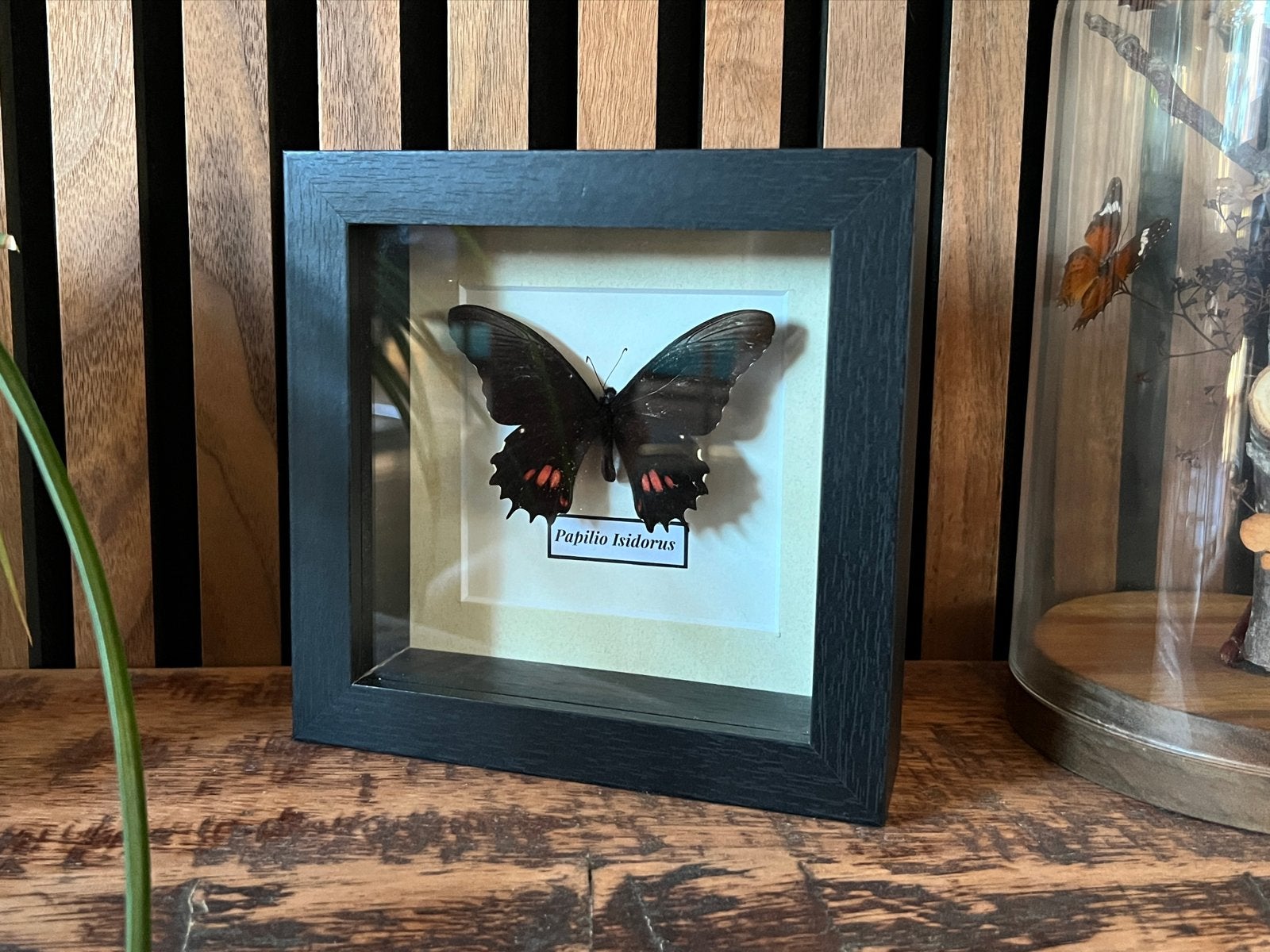 Zwarte vlinder (Papilio Isidorus) in lijst, Huis en Inrichting, Hout, Zwart, Ophalen of Verzenden, Zo goed als nieuw