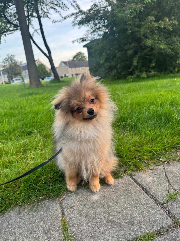 Lieve pomeriaan reutje pup te koop!, Dieren en Toebehoren, Keeshond, 15 weken tot 1 jaar, Reu, Parvo