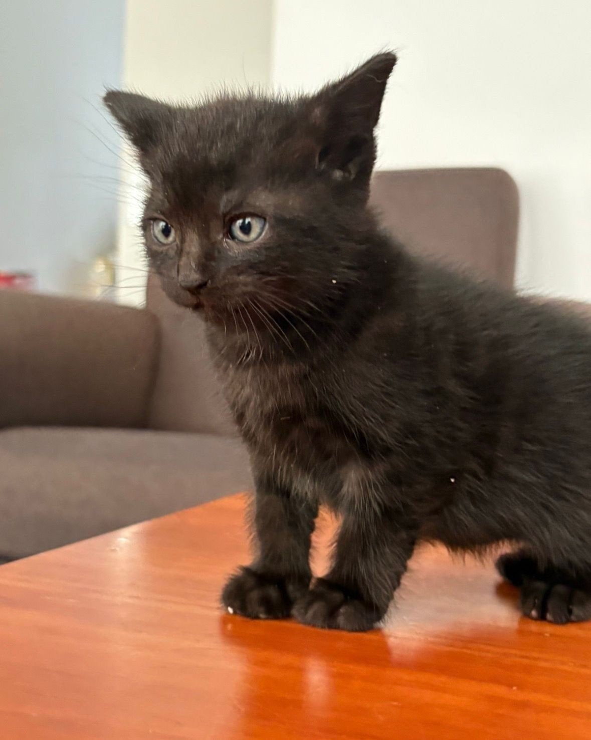 kitten, Poes
