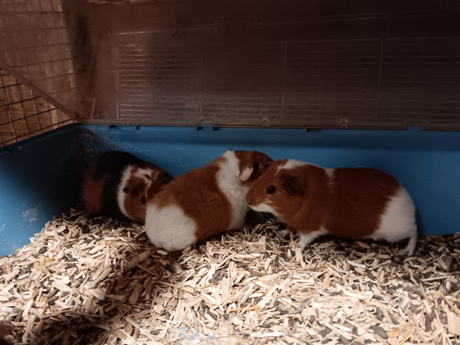 Mooie jonge cavias, Dieren en Toebehoren, Knaagdieren, Mei, Mannelijk, Cavia