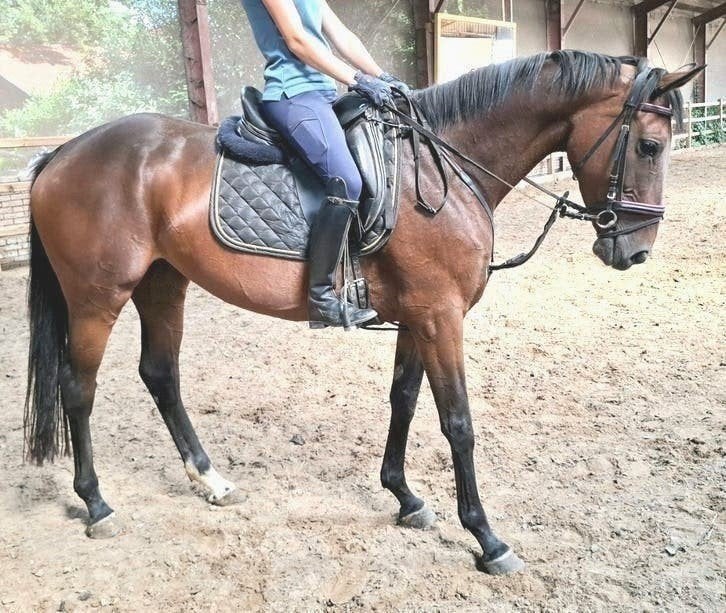 Superbrave 5 jr allrounder 1,64 m(recreatie-manege-sport), Merrie, 3 tot 6 jaar, 160 tot 165 cm, Recreatiepaard