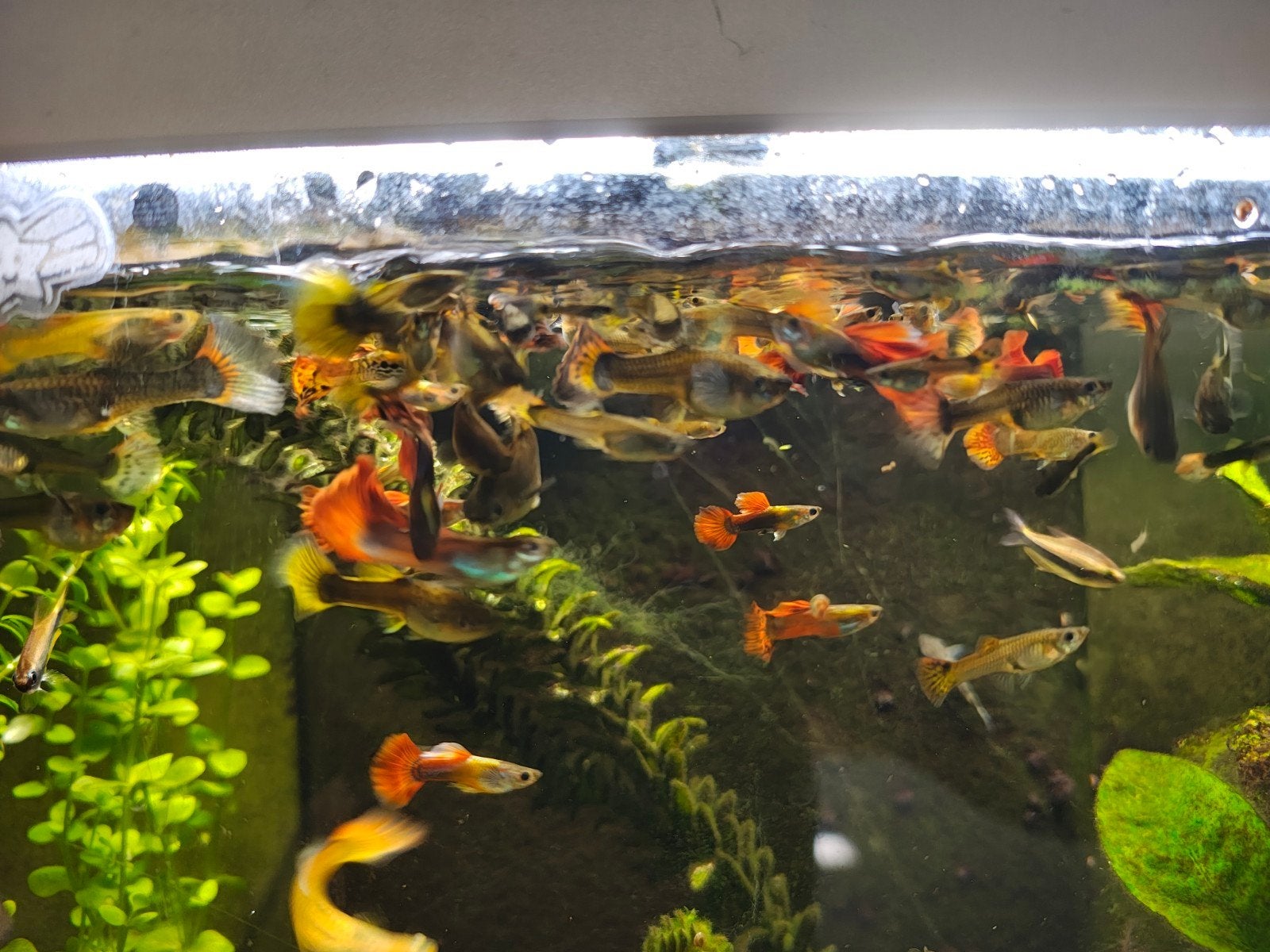 Guppies gratis ophalen, Vis