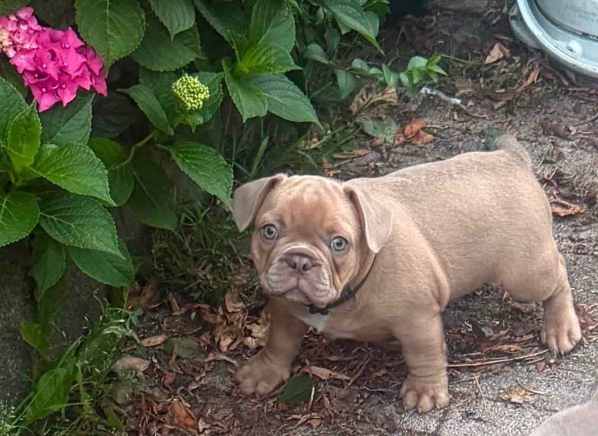 Prachtige franse Bulldog pups, Reu, 8 tot 15 weken, Parvo, Bulldog