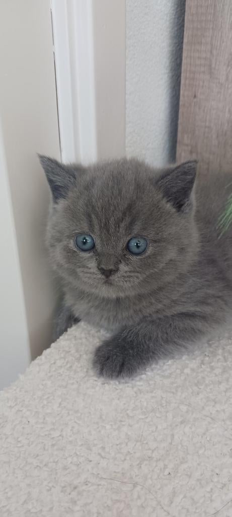 Britse korthaar kittens, Dieren en Toebehoren, Katten en Kittens | Raskatten | Korthaar, Kater, Gechipt