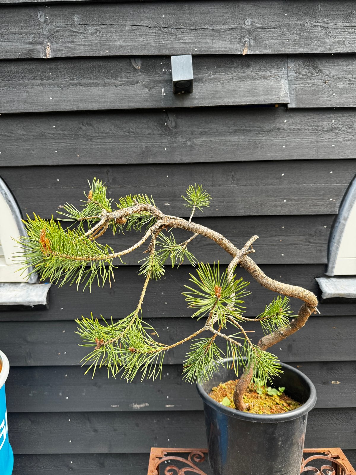 pinus sylvestris bonsai, Ophalen, Bloeit niet, Halfschaduw, Overige soorten