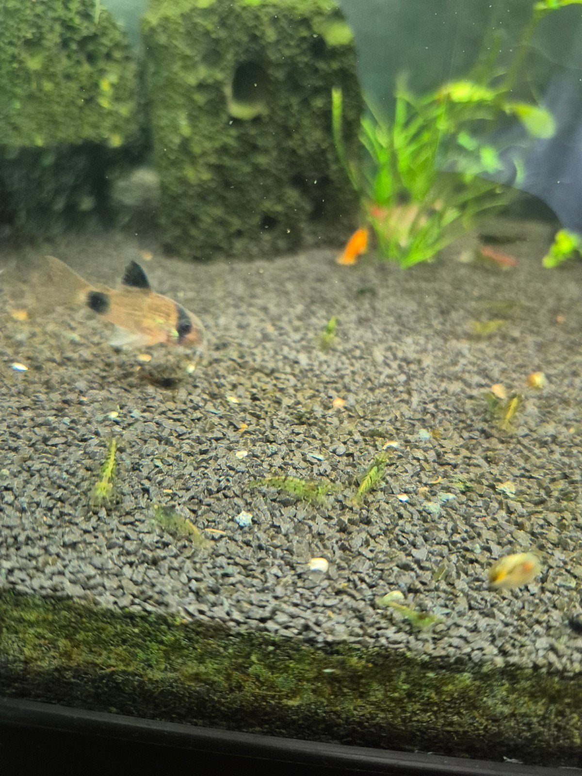 Neocaridina garnalen., Dieren en Toebehoren, Kreeft, Krab of Garnaal, Zoetwatervis, Schoolvis