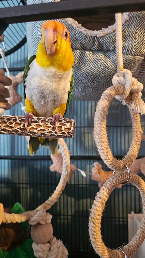 Caique roeskop met kooi, Dieren en Toebehoren, Vrouwelijk, Papegaai, Tam