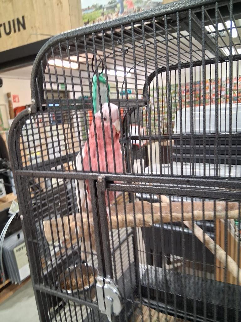 handtamme rose kaketoes, Dieren en Toebehoren, Vogels | Parkieten en Papegaaien, Meerdere dieren, Papegaai