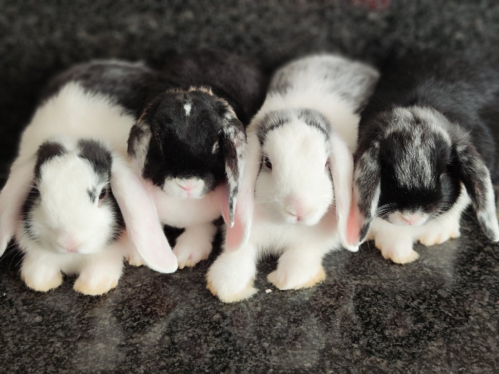 Lieve tamme konijntjes te koop, Dieren en Toebehoren, Konijnen, Meerdere dieren, Middelgroot, Hangoor, 0 tot 2 jaar