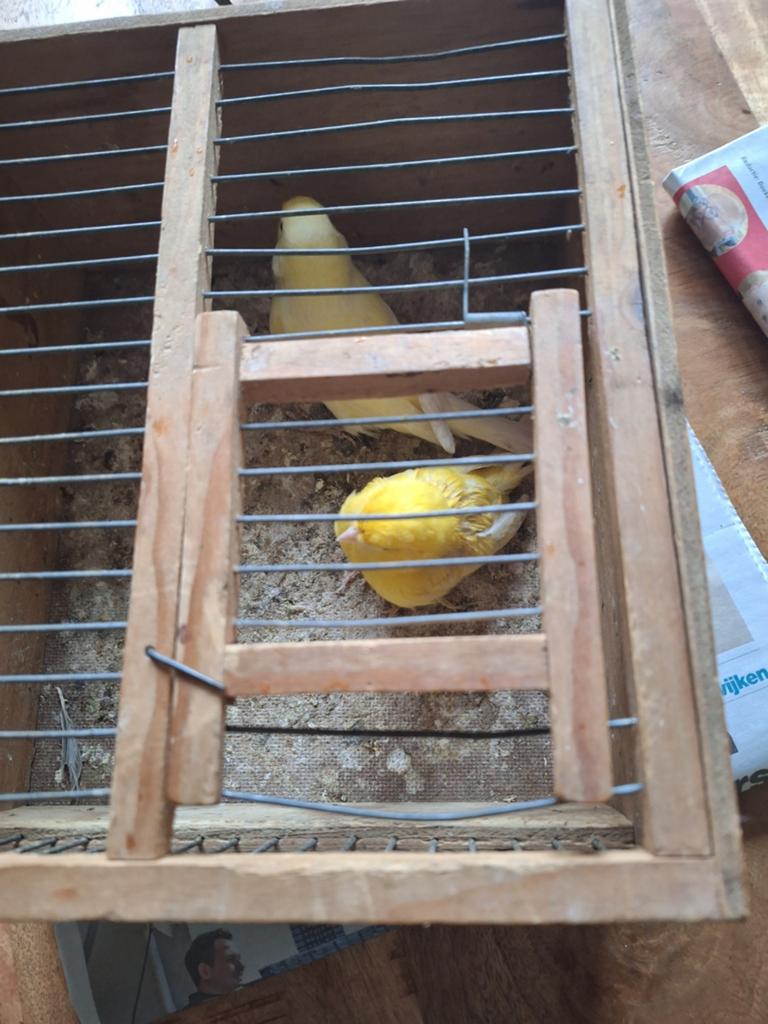 Te koop koppel kanarie,s, Meerdere dieren, Kleurkanarie