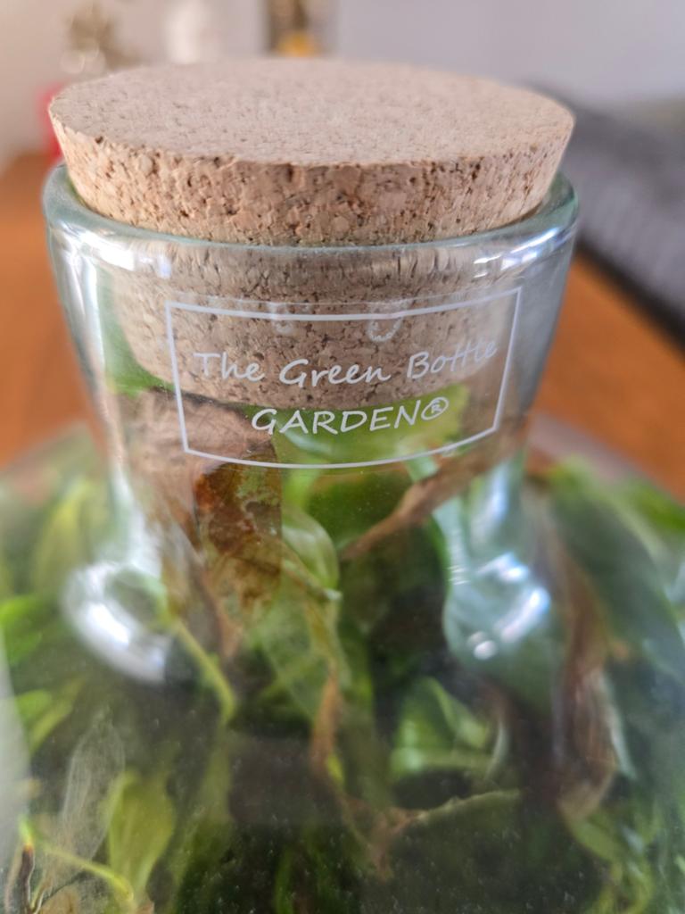 The Green Bottle Garden - Terrarium met planten, Huis en Inrichting, Kamerplanten, Ophalen, Overige soorten, Halfschaduw, In pot