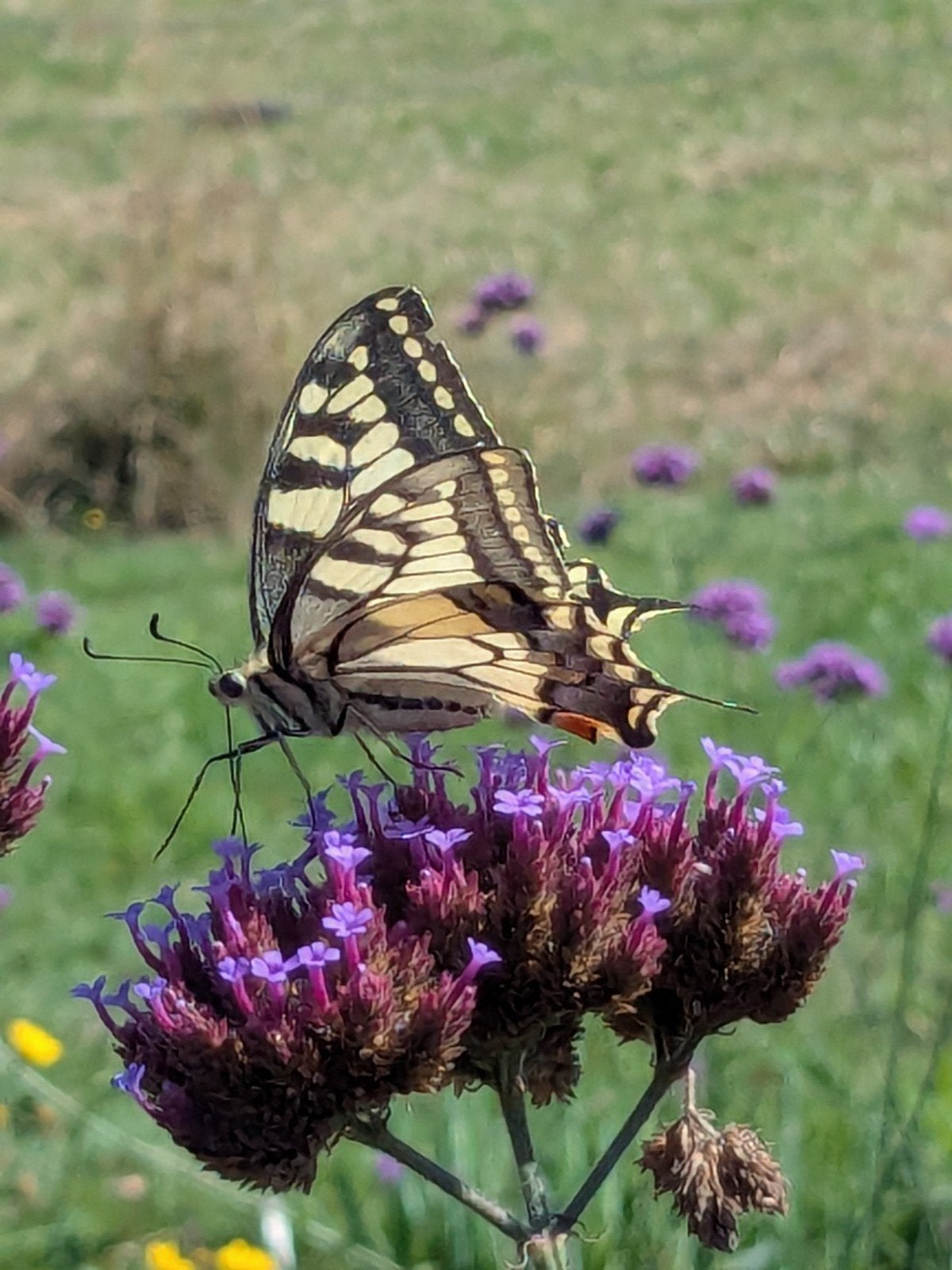Verbena bonariensis Ijzerhard stekjes, Volle zon, Vaste plant, Zomer, Ophalen