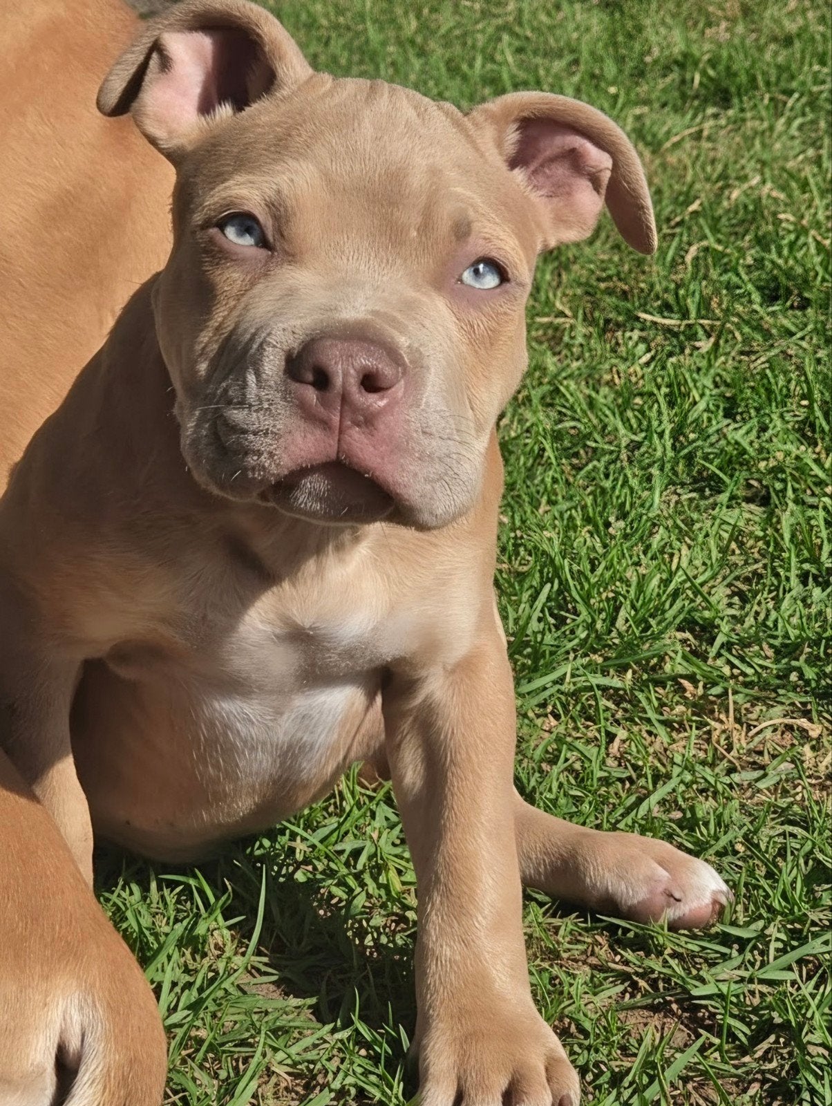 american bully pocket reu, België, Particulier, Reu, 8 tot 15 weken