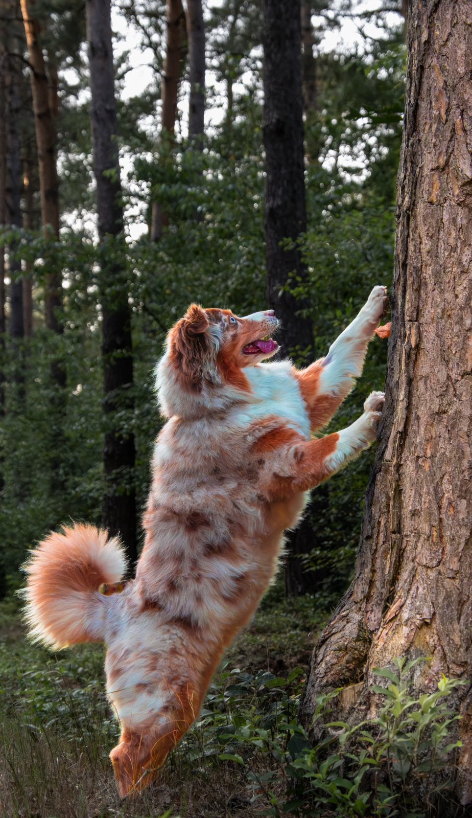 Professioneel honden- en huisdierenfotograaf, Diensten en Vakmensen, Fotografen, Fotograaf