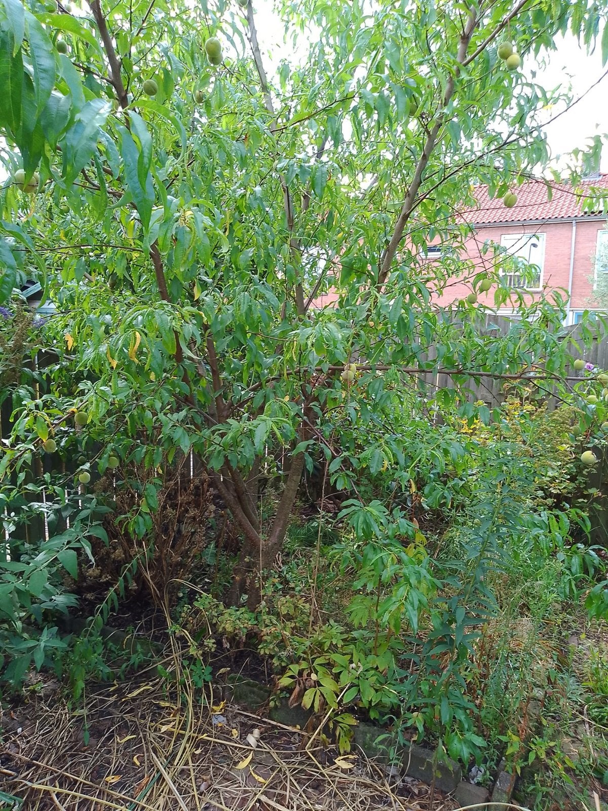 Fruitbomen: Pruim, Appel en Peer, Overige soorten, Lente, 250 tot 400 cm, Ophalen