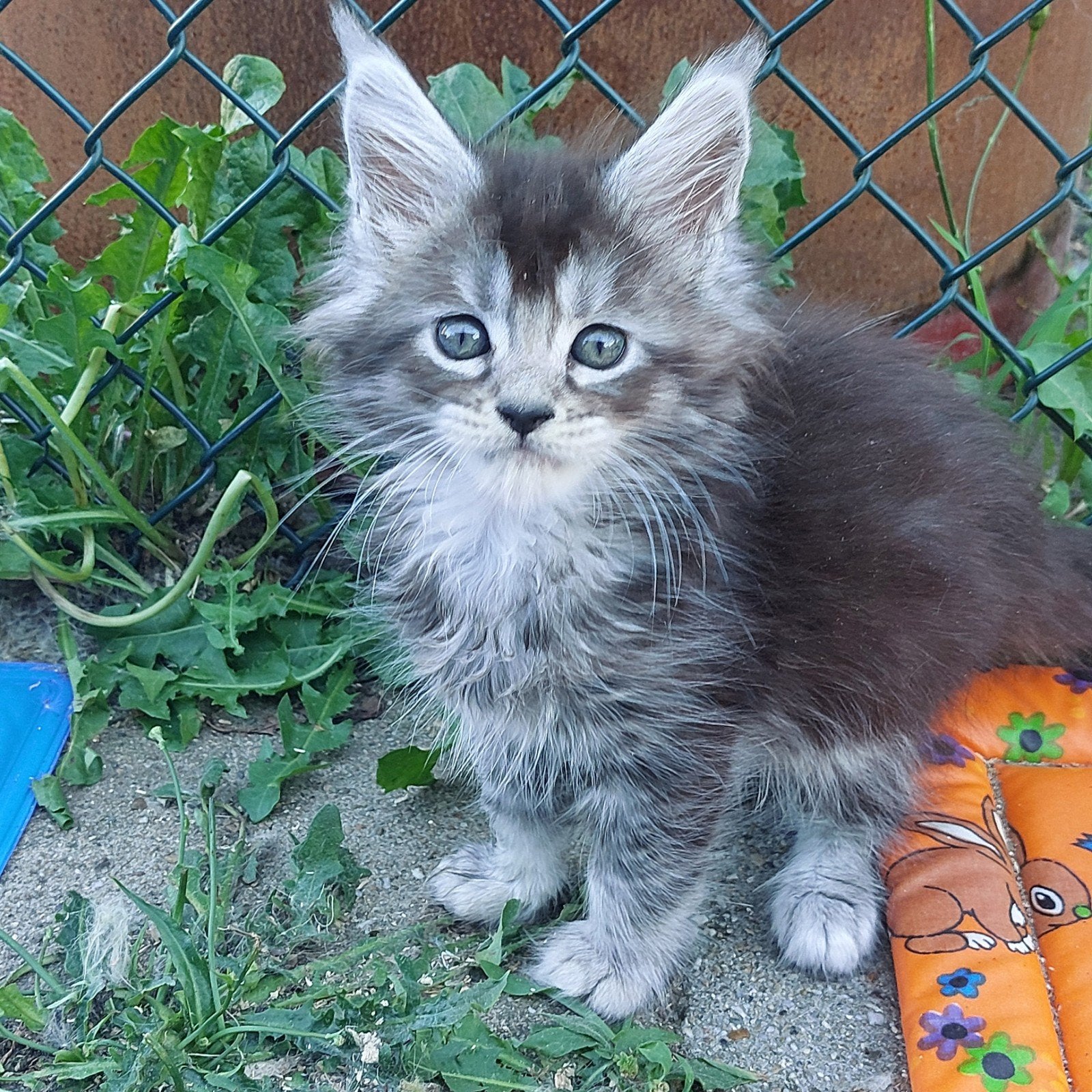 Maine Coon kittens,nog enkele beschikbaar, Meerdere dieren, Met stamboom, 0 tot 2 jaar