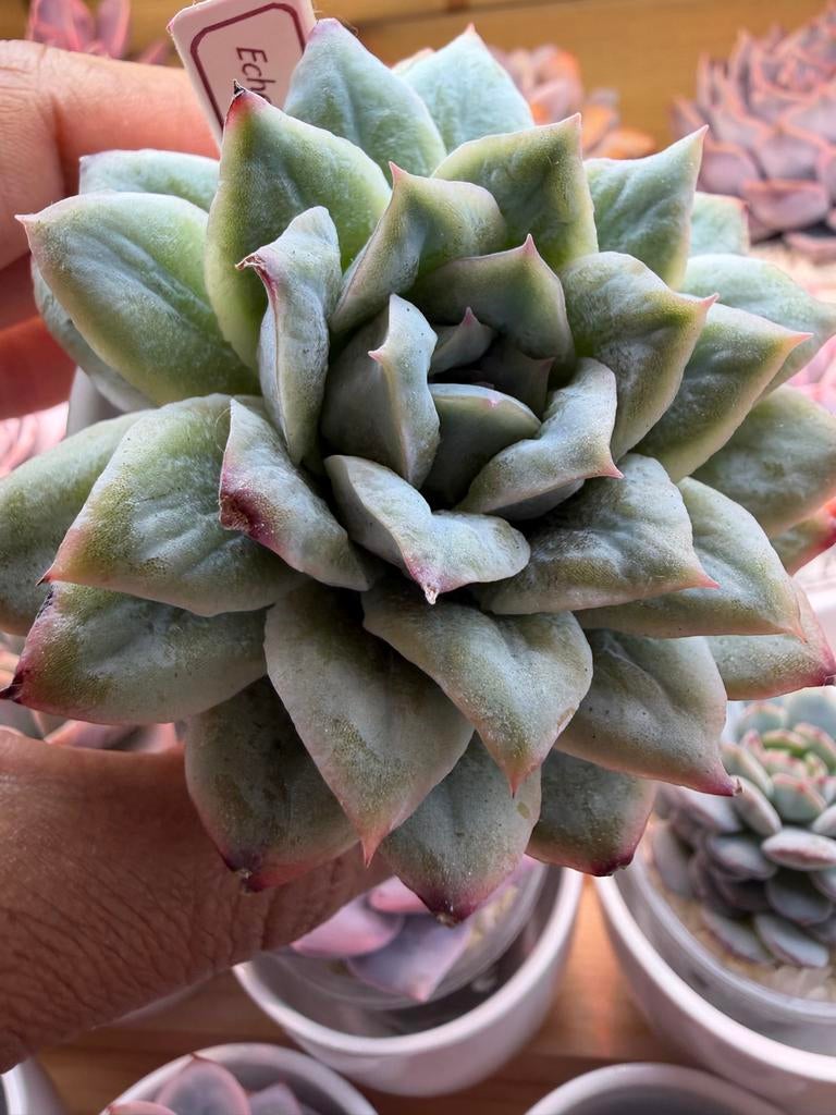 Echeveria Seer Sucker - Unieke Succulent, Huis en Inrichting, Kamerplanten, Verzenden