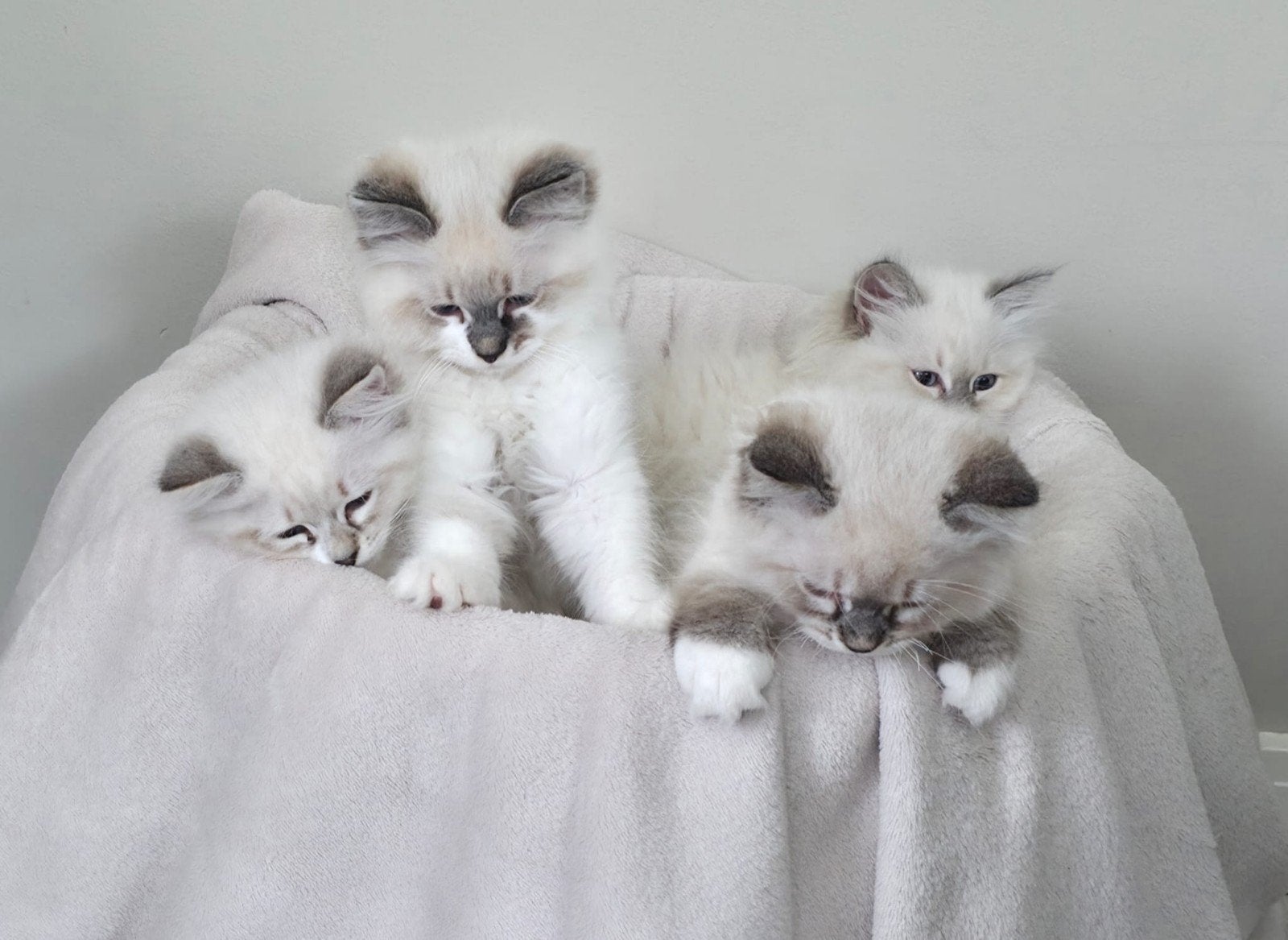 Neva Masquerade kittens - huiselijk, gechipt, mogen weg, Meerdere dieren, Gechipt, 0 tot 2 jaar
