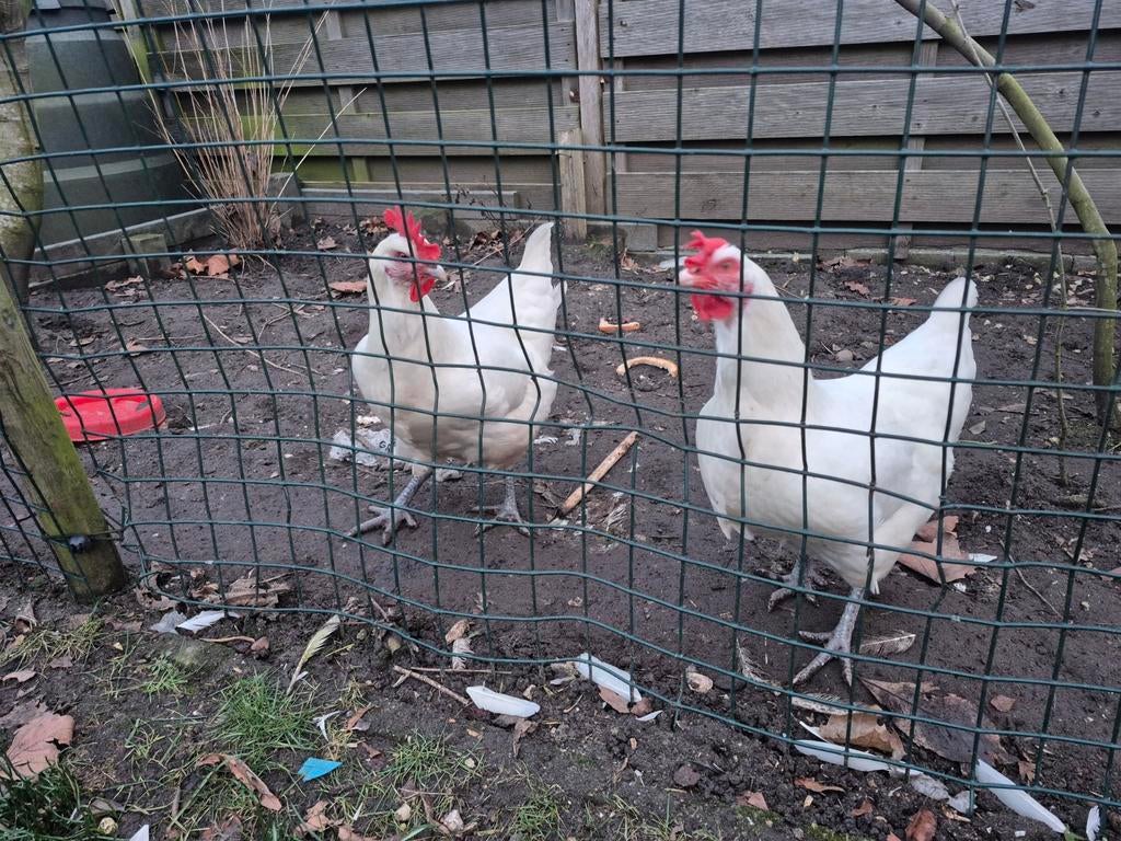 Poule de bresse kippen leggen goed! Incl hok,ren en voer, Dieren en Toebehoren, Pluimvee, Vrouwelijk, Kip
