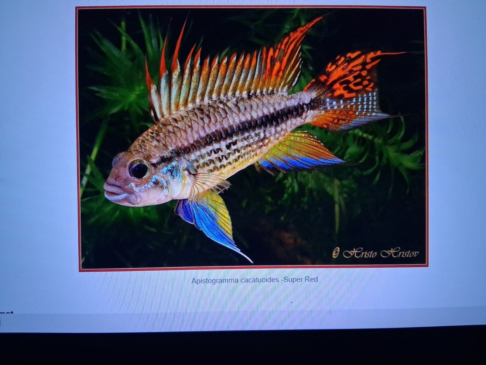 gezocht koppel Apistogramma cacatuoides, Dieren en Toebehoren, Vis