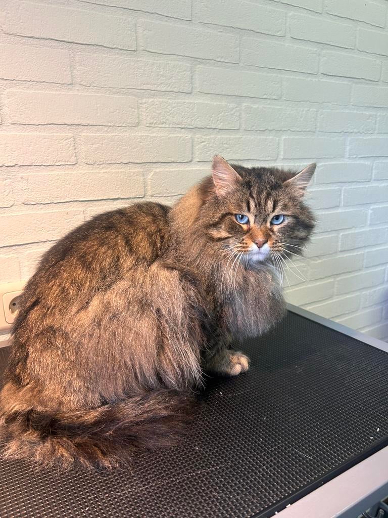 Siberische dekkater met stamboom, Kater, Met stamboom