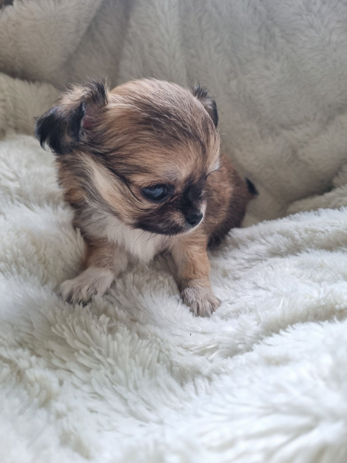 prachtig langhaar chihuahua teefje beschikbaar, 8 tot 15 weken, Teef, Meerdere, Chihuahua
