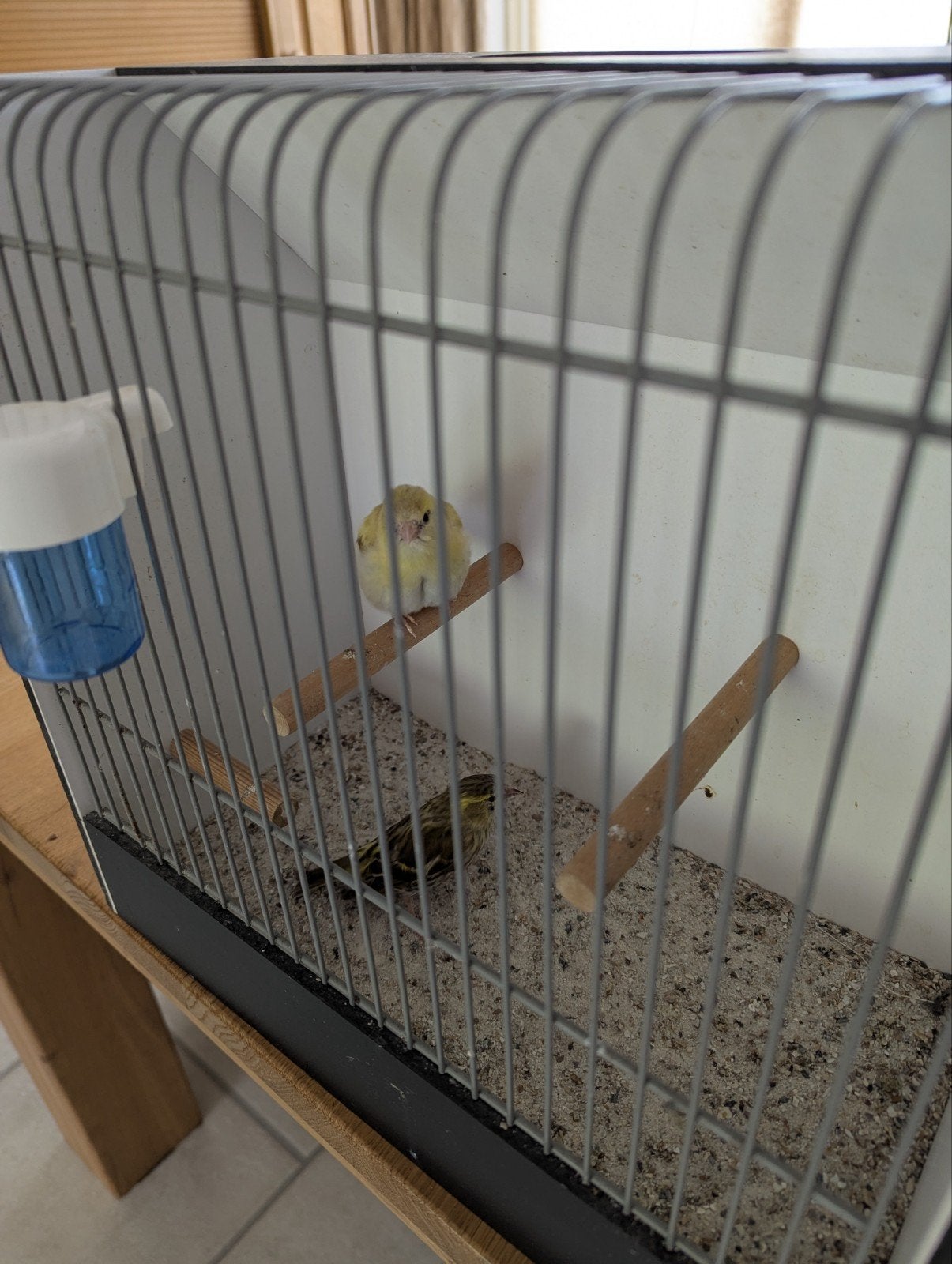 gezocht Europese sijs pop., Vrouwelijk, Wildzangvogel