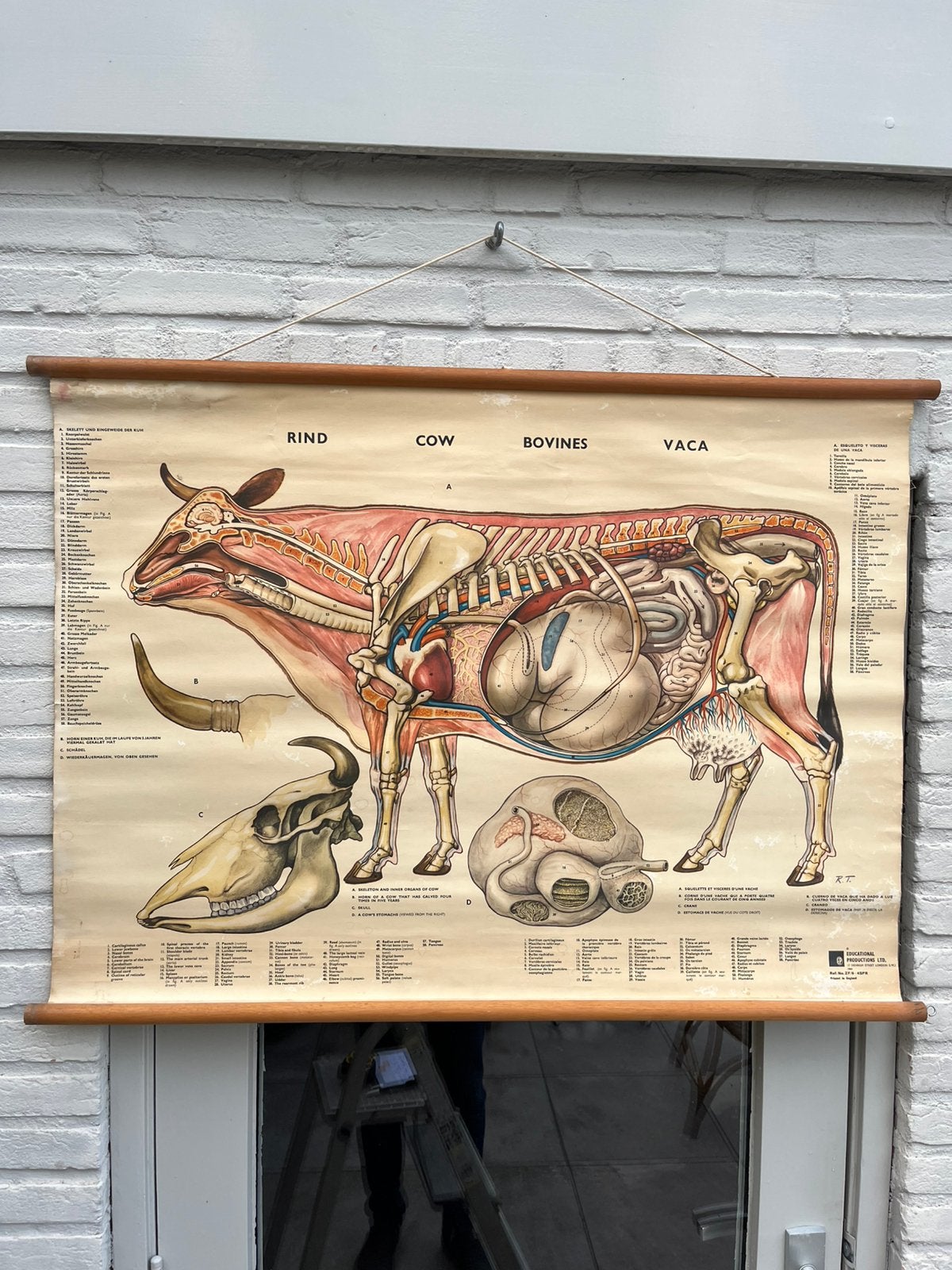 Prachtige linnen schoolplaat koe!, Ophalen of Verzenden, Natuur en Biologie