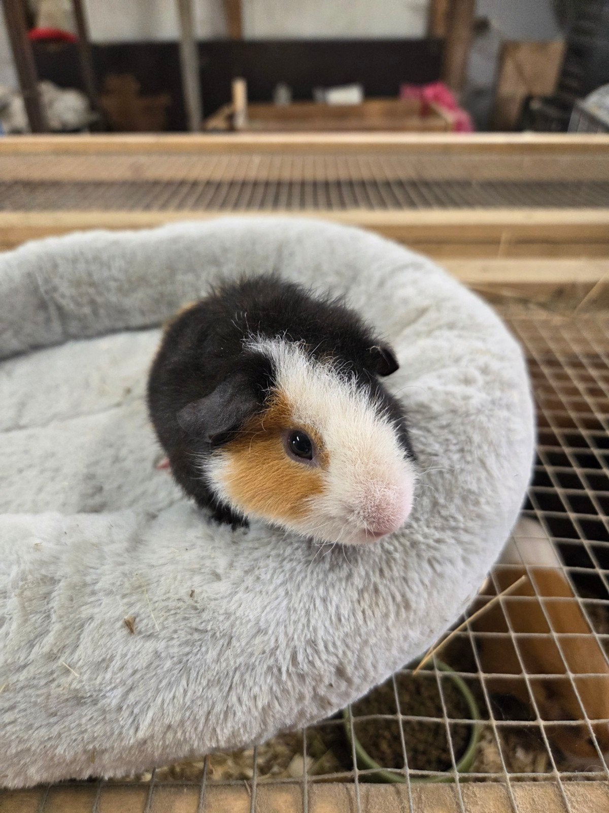 Teddy us beertje, Dieren en Toebehoren, Juni, Mannelijk, Cavia