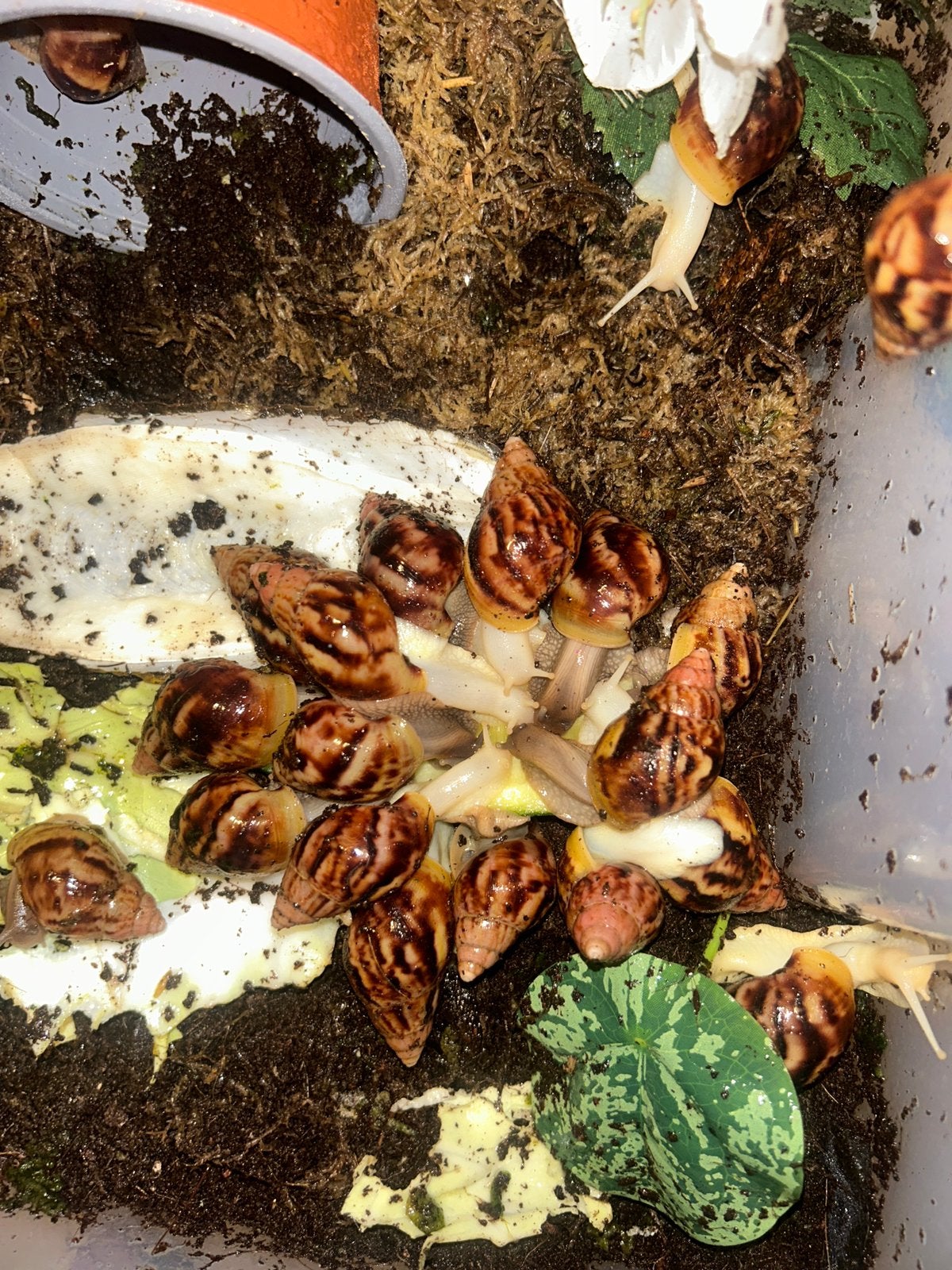 Afrikaanse reuzenslakken (liAchatina reticulata), Dieren en Toebehoren, 0 tot 2 jaar