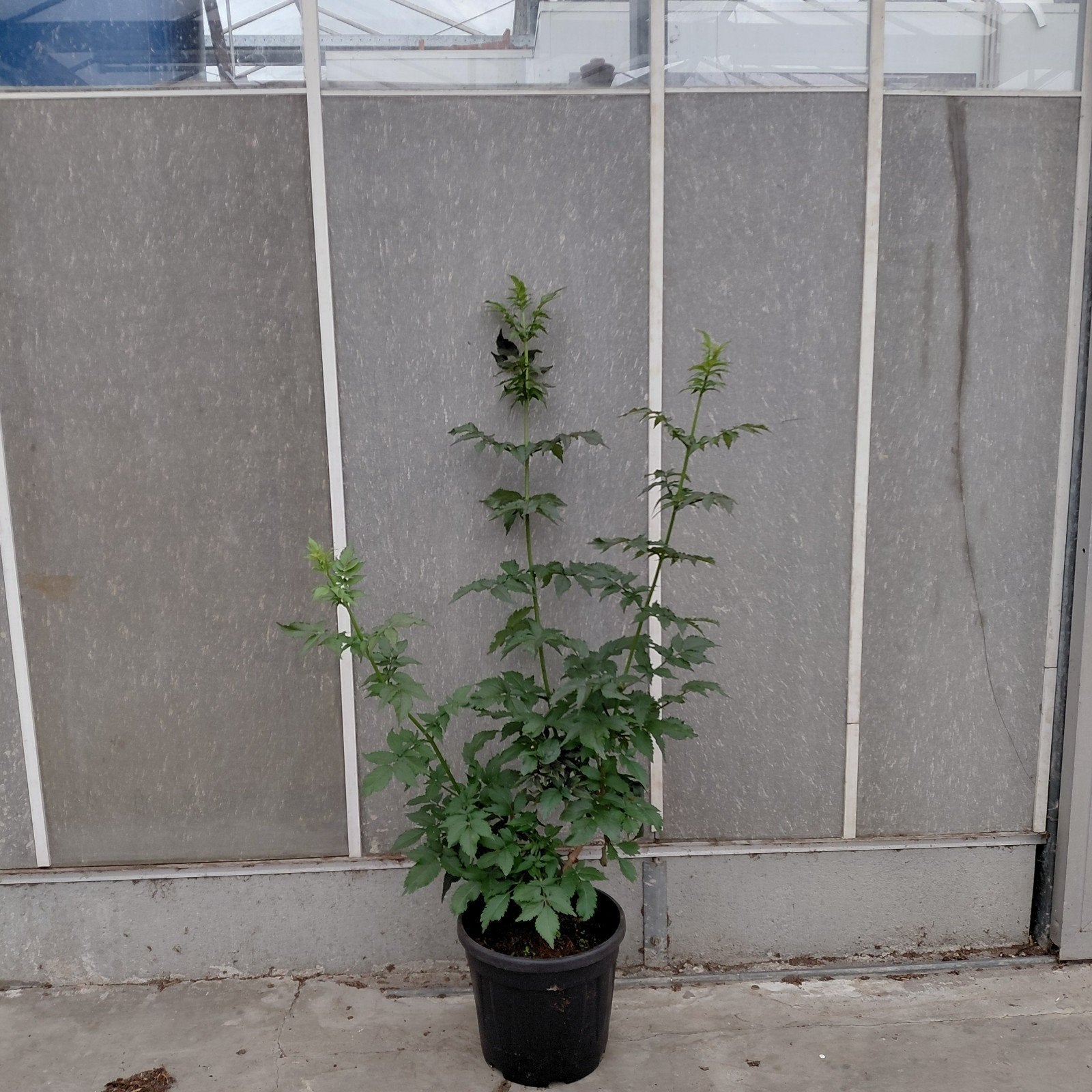 Zwarte Vlier 'Black Tower' - Sambucus - 80-100 cm, Ophalen of Verzenden, Overige soorten, Volle zon