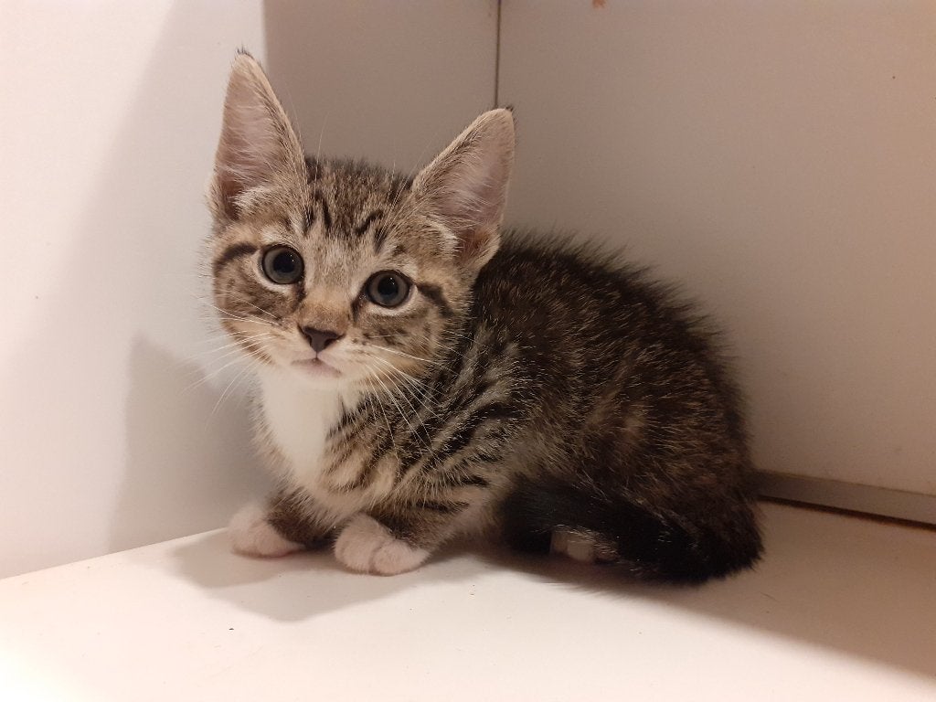 Te koop: lieve kittens, Dieren en Toebehoren, Meerdere dieren, Kortharig, 0 tot 2 jaar