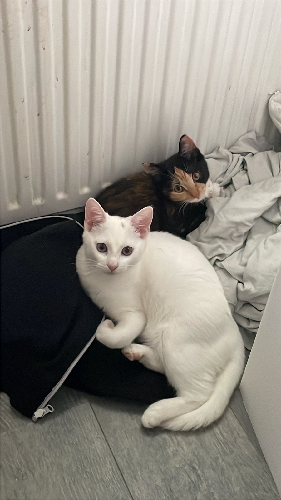 2 lieve kittens (poes), Dieren en Toebehoren, Katten en Kittens | Raskatten | Korthaar, Poes