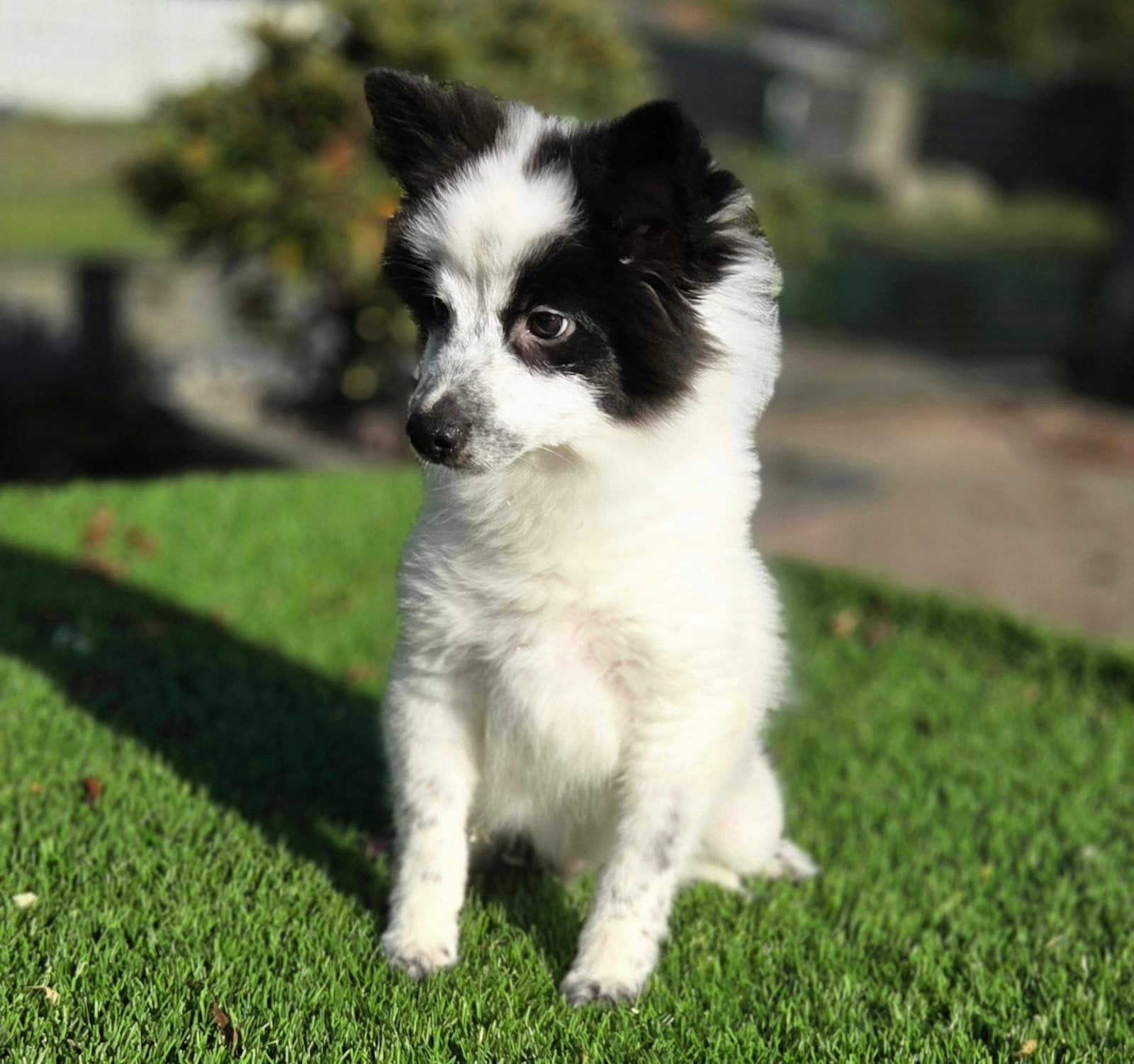 Te koop mooie dwergkees pup (pomeriaan)