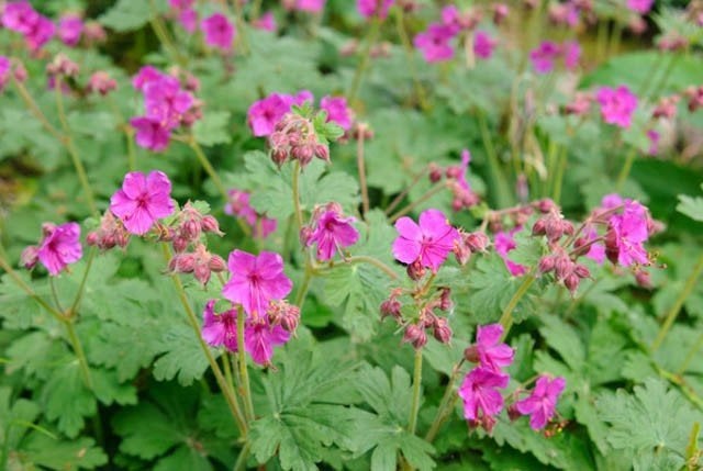 12x geranium macrorrhizum czakor, ooievaarsbek, p9 pot, Ophalen, Vaste plant, Bodembedekkers