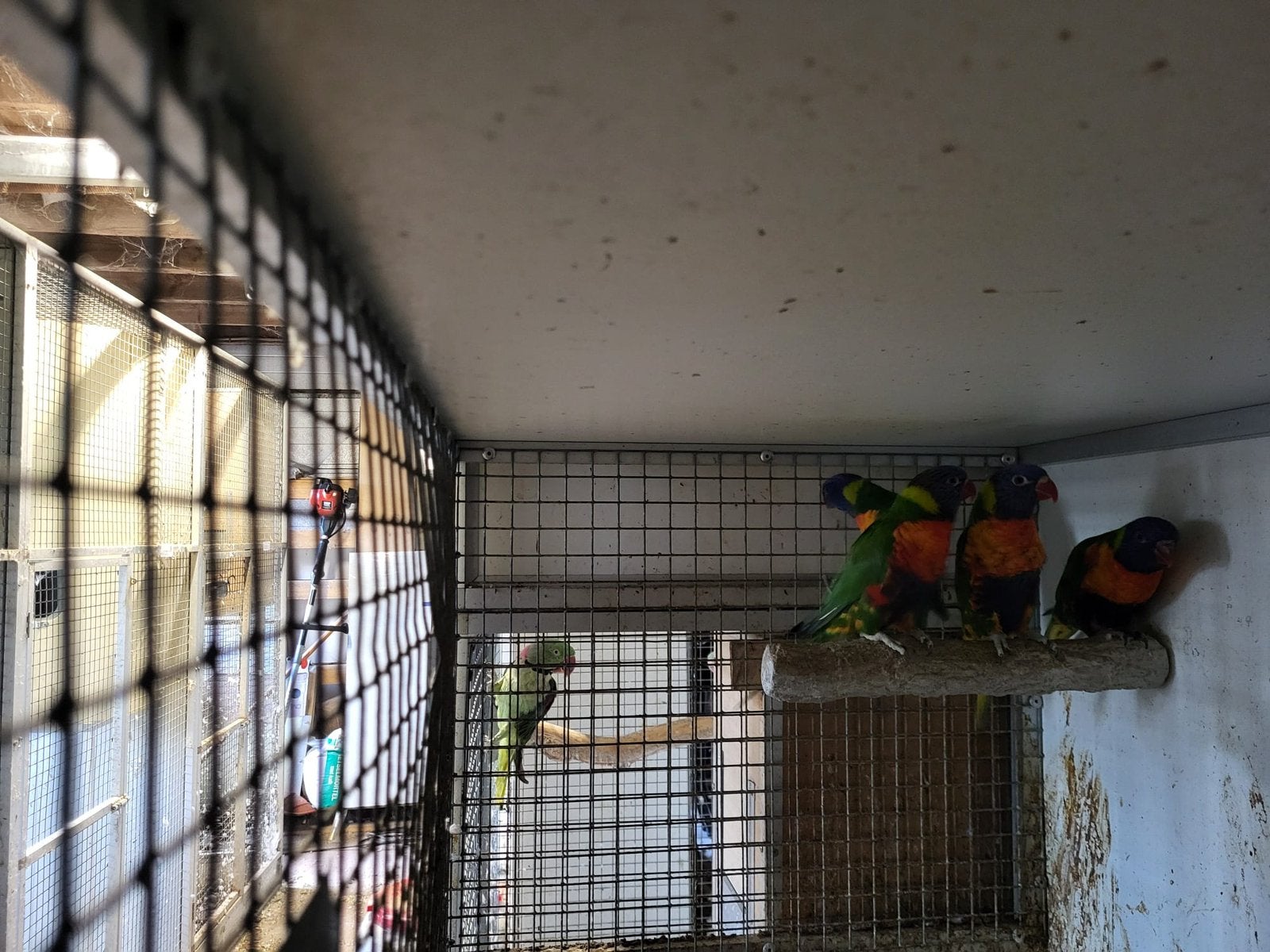 Lori vd blauwe bergen, Dieren en Toebehoren, Vogels | Parkieten en Papegaaien, Mannelijk, Papegaai