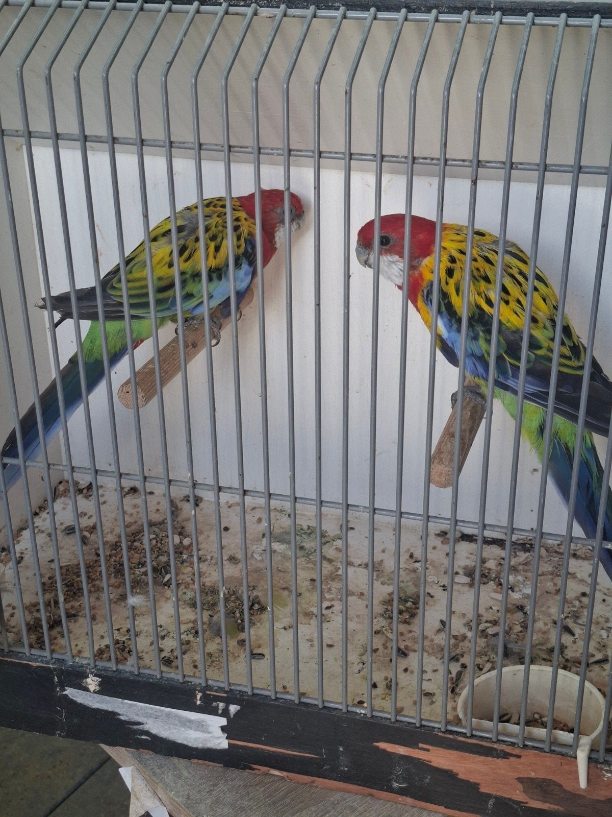 koppel goudmantels, Meerdere dieren, Parkiet