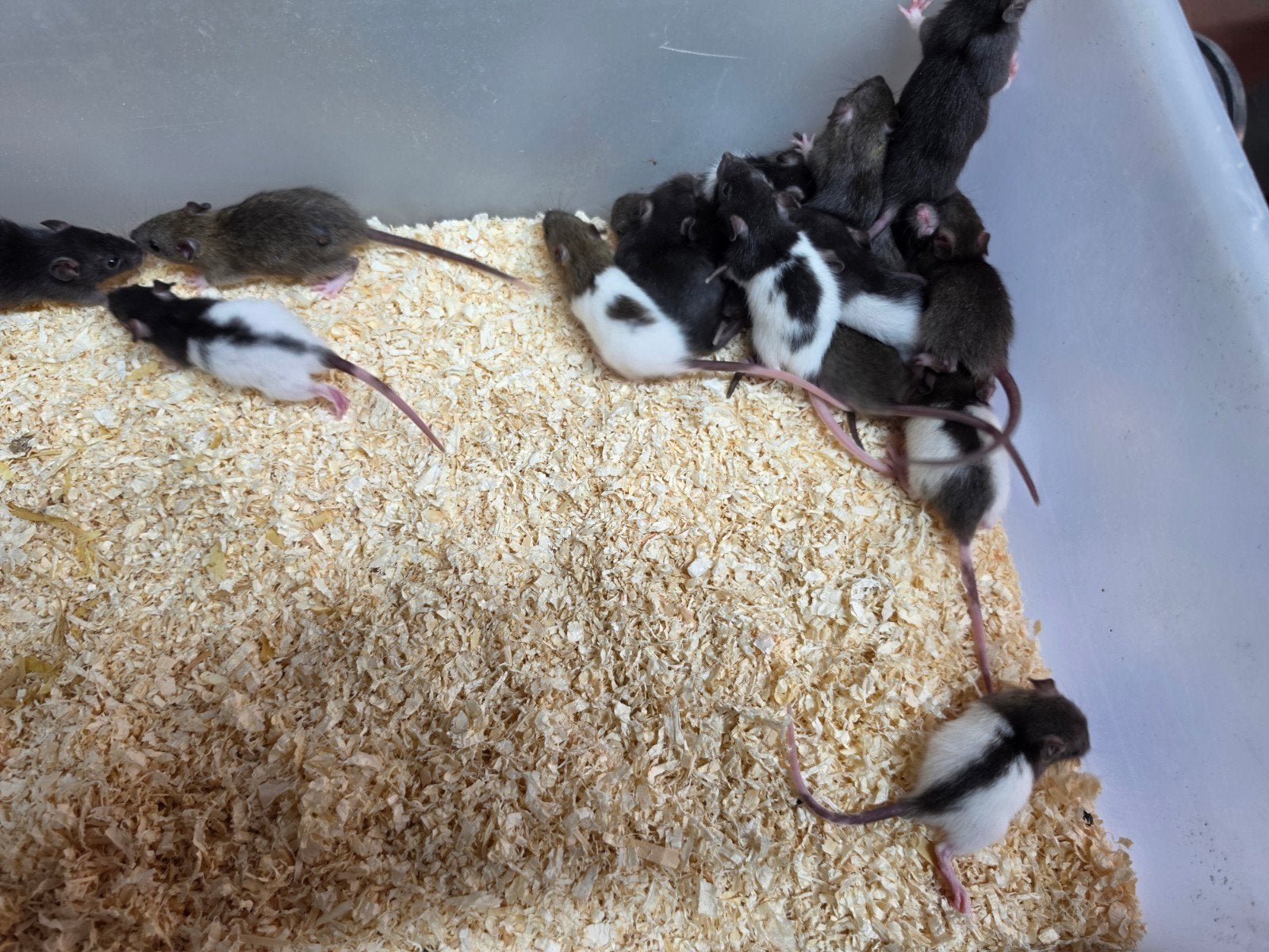 ratten, Dieren en Toebehoren, Knaagdieren, April, Meerdere dieren, Rat