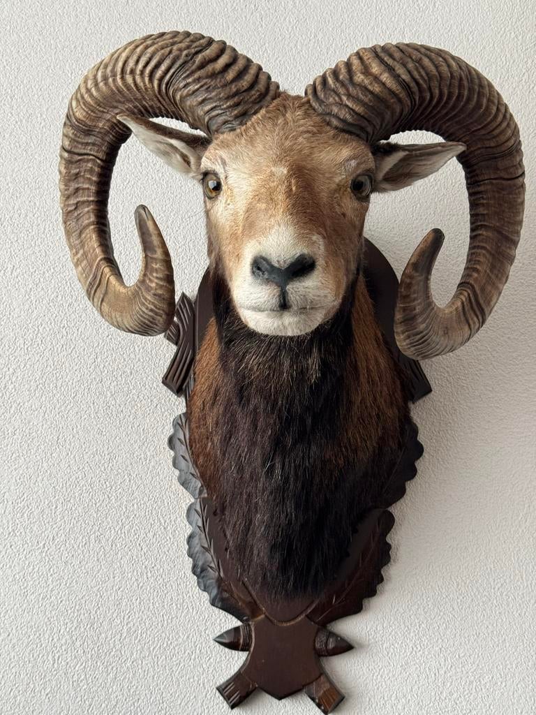 Mouflon Opgezette Kop - Prachtige Wanddecoratie, Verzamelen, Dierenverzamelingen, Ophalen, Gebruikt, Wild dier, Gewei of Kop
