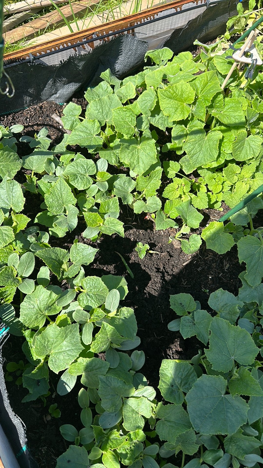 Komkommer stekjes bio, Tuin en Terras, Planten | Tuinplanten, Ophalen, Eenjarig, Groenteplanten, Volle zon