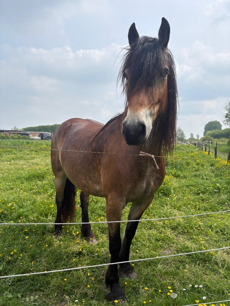 5 jarige Frieslinger, Merrie, 3 tot 6 jaar, Gechipt, 160 tot 165 cm